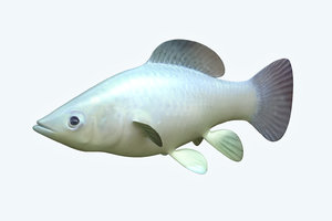 molly fish animal 3D model