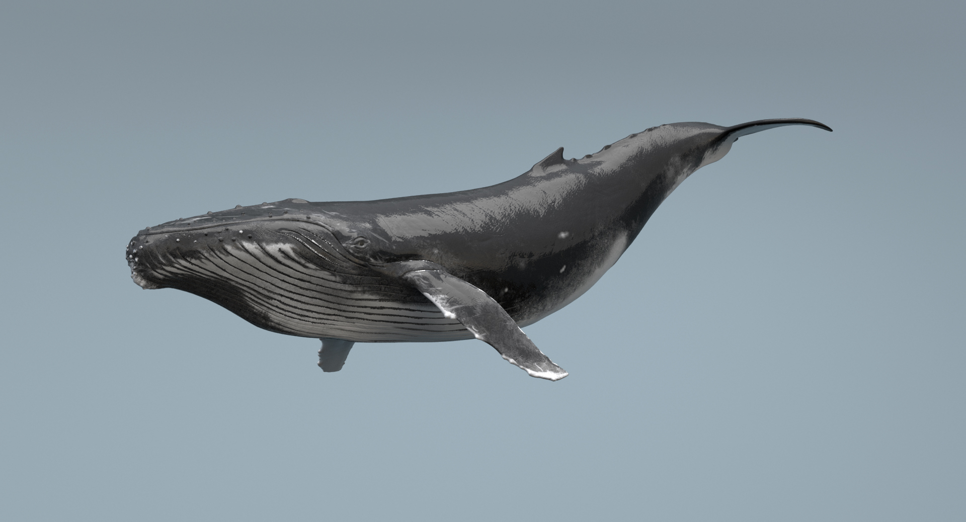 3D whale rigging animation - TurboSquid 1199838