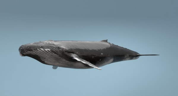 3D whale rigging animation - TurboSquid 1199838