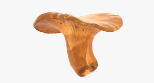 3D realistic chanterelle mushroom model