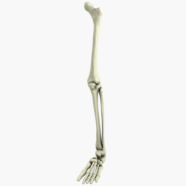 Human male leg 3D model - TurboSquid 1200378