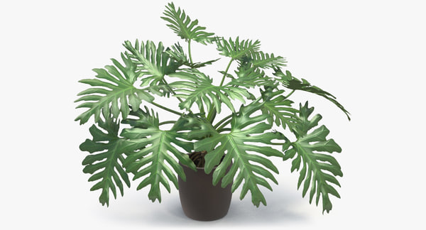 Philodendron Selloum Im Topf 3d Modell Turbosquid 1200564