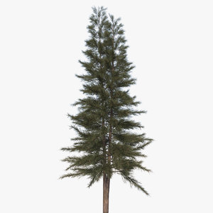 3D casuarina australian pine tree model