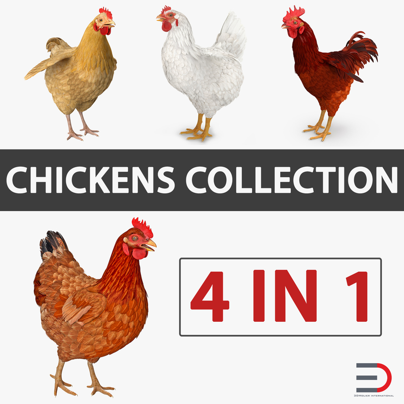 3D chickens hen realistic - TurboSquid 1200617
