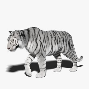 white tiger fur rigged 3D model