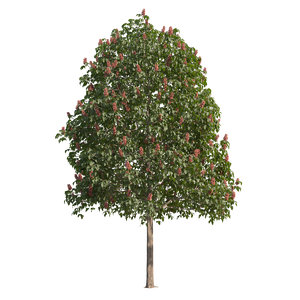 3D flowering tree model
