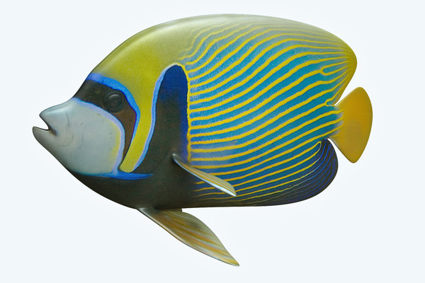 emperor angle fish 3d