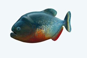 3D model piranha fish