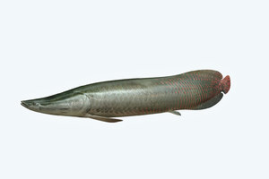 arapaima fish 3D