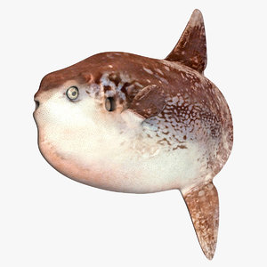 3D model southern sunfish