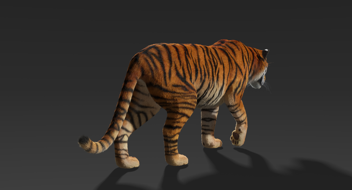 tiger(fur)rigged系列3d模型