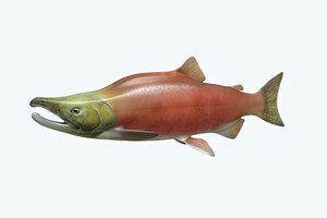 3D salmon fish model