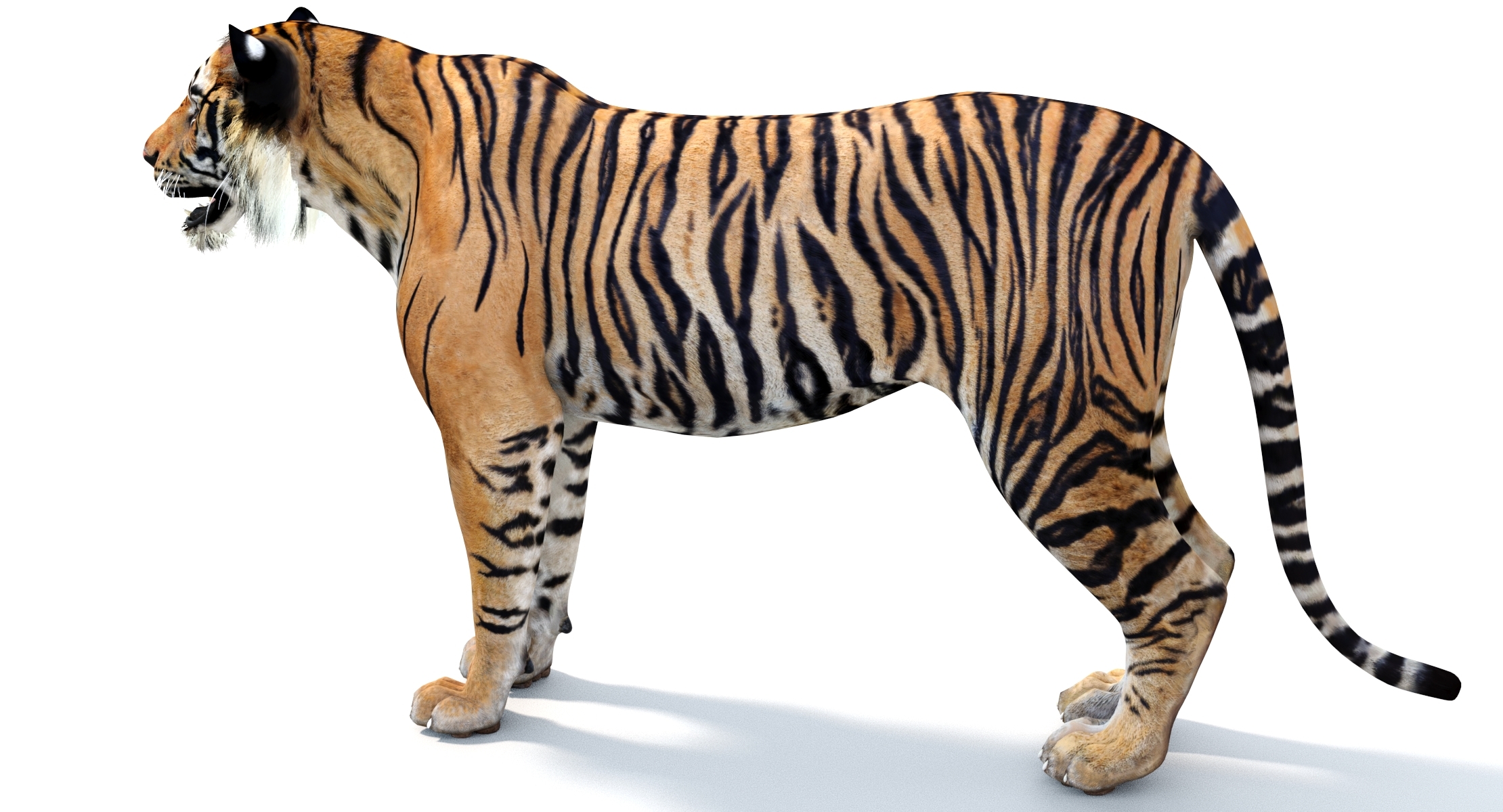 苏门答腊虎3d模型