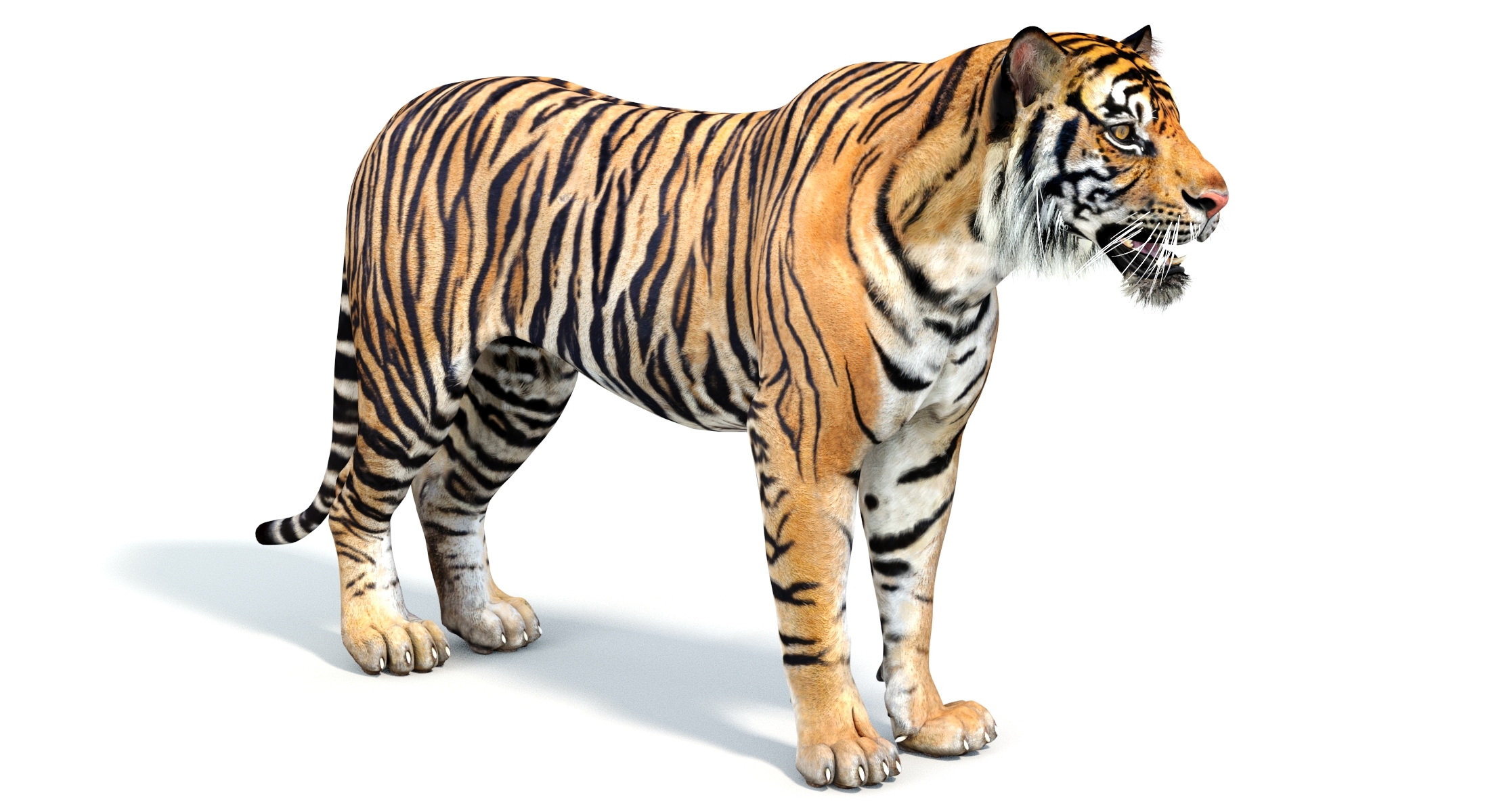 苏门答腊虎3d模型