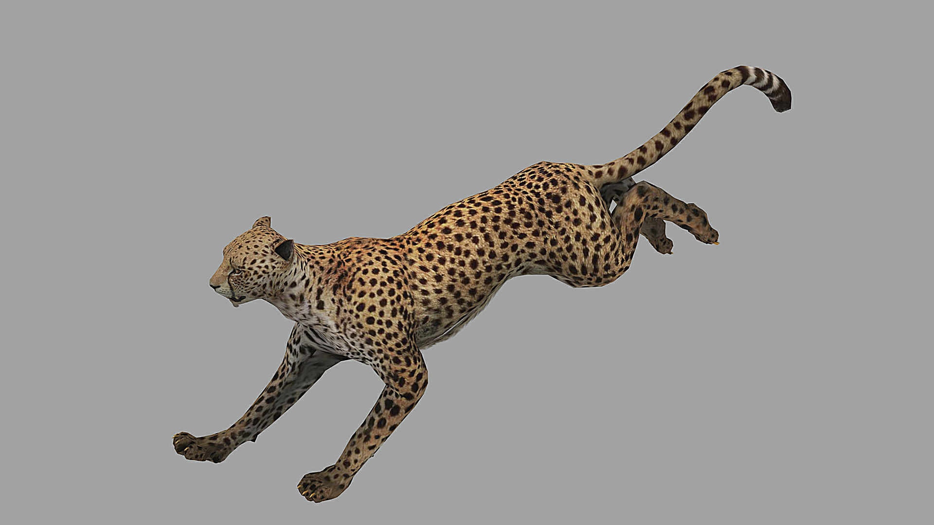 javascript in cheetah3d