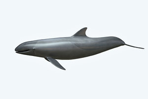 false killer whale 3D model