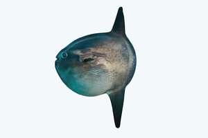 3D model sunfish fish