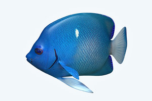 anglefish 2 fish 3D