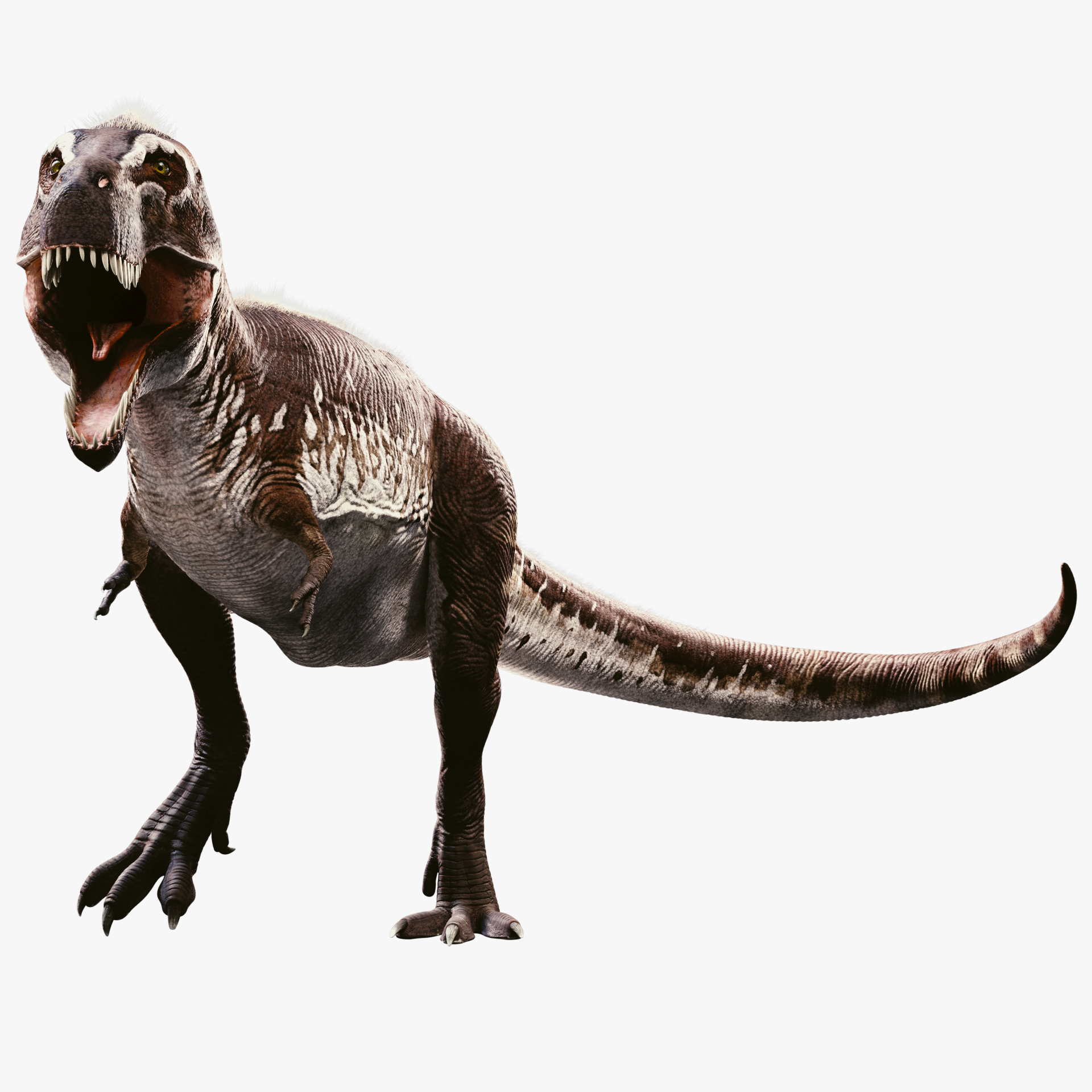 tyrannosaurus 3d