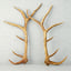 monumental unmounted elk antlers model