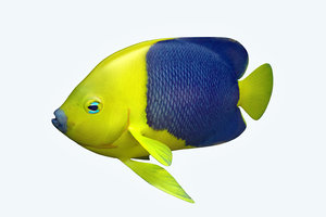 3D anglefish 4 fish