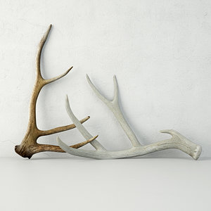 deer antlers 3D