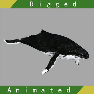 whale rigged animation 3D model