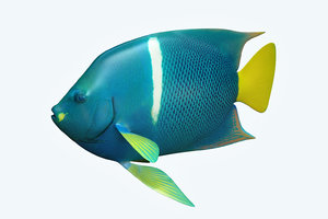 anglefish fish 3D model