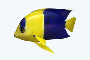 3D anglefish 6 fish
