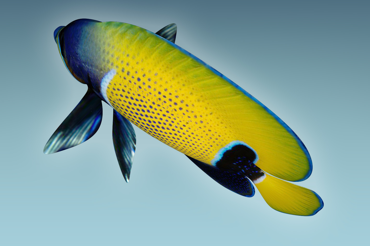 4.19亿年！云南曲靖发现最古老三尖鱼类：没偶鳍，进化“头盔”也要游游游！