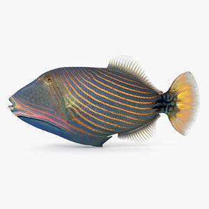 undulate triggerfish 3D model