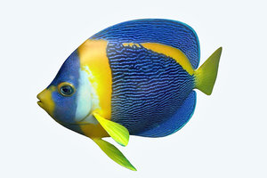 3D anglefish fish