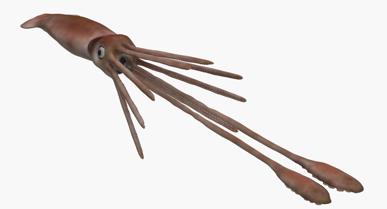 Squid animation 3D model TurboSquid 1203610