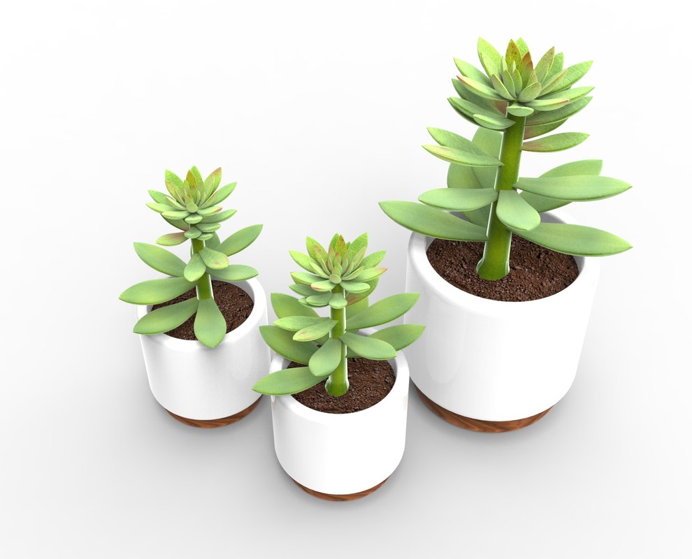  3D  potted succulent  model  TurboSquid 1203648