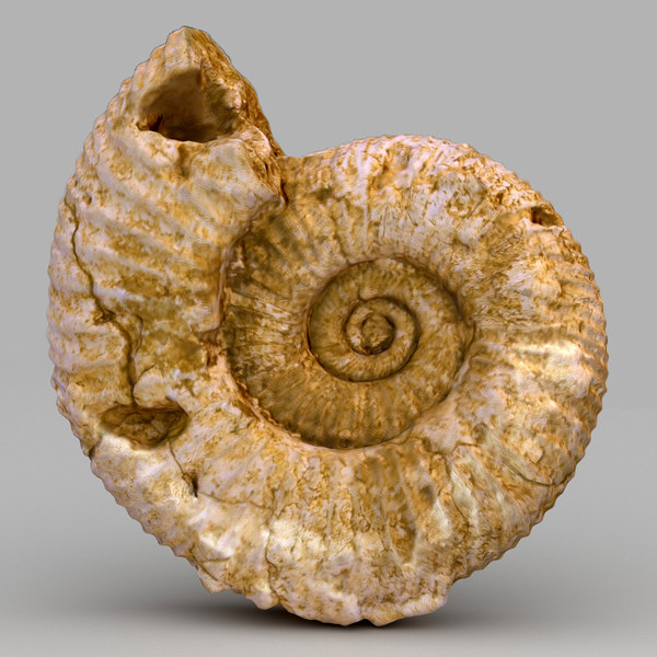 3d model ammonite