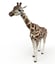 18 animals pack rigging 3D model