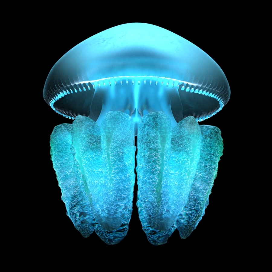 Realistic blubber jellyfish 3D model TurboSquid 1204125