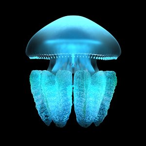 realistic blubber jellyfish 3D model