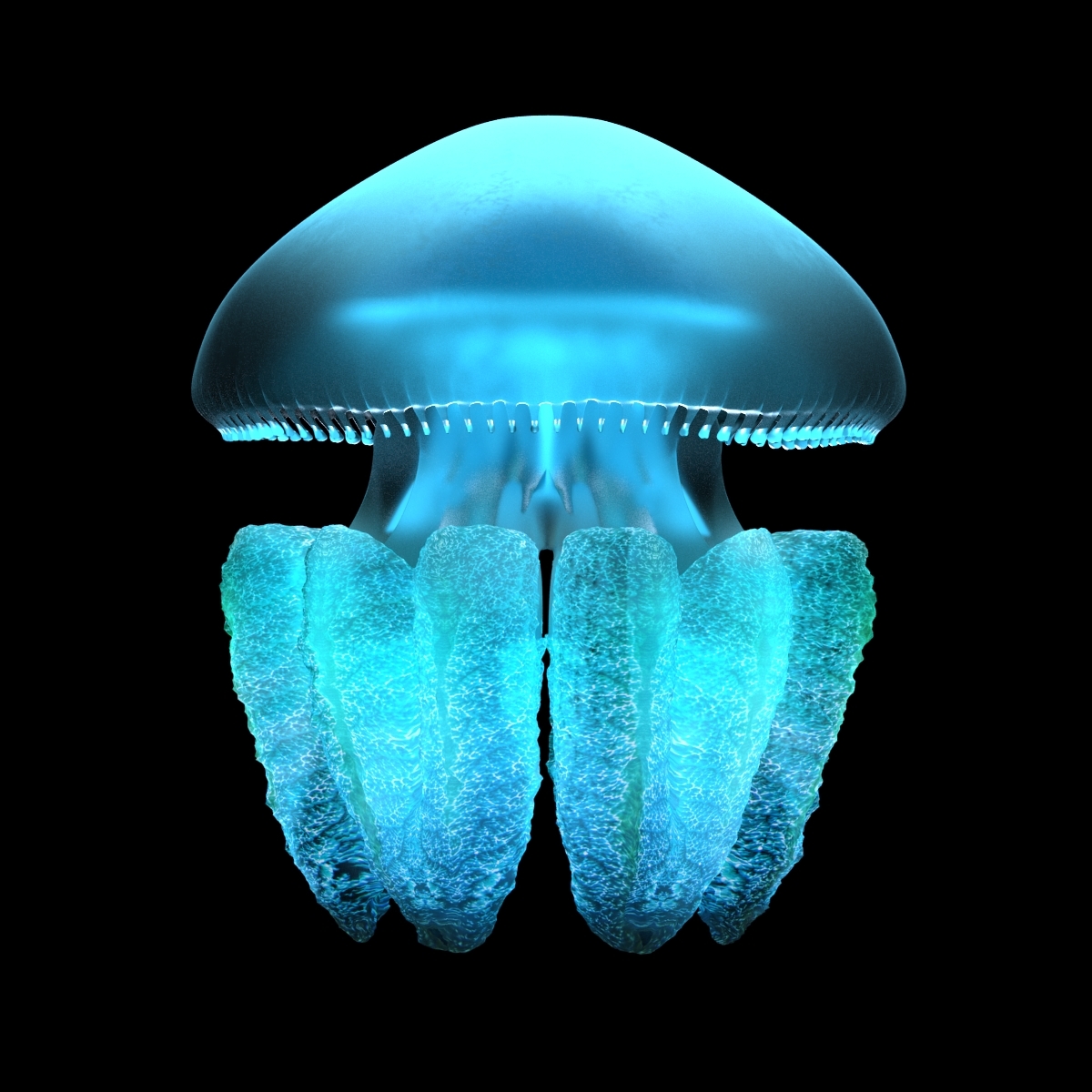 Realistic blubber jellyfish 3D model TurboSquid 1204125