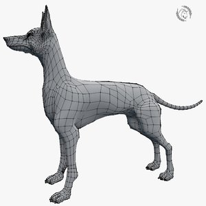 dog canine 3D model