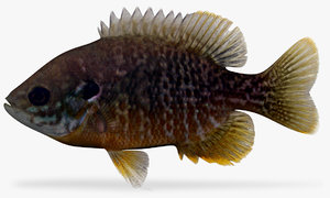 hybrid sunfish 3D model