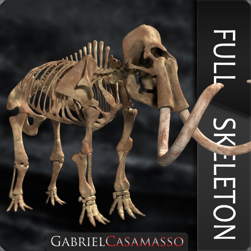 3D Complete Mammoth Skeleton Skull - TurboSquid 1205771