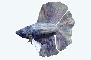 3D model betta fish