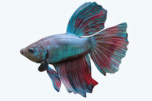 betta fish 3D model