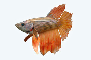 betta fish 3D