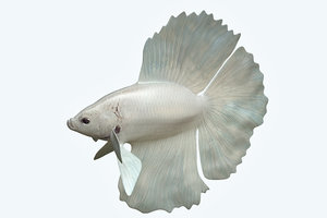 3D betta fish model