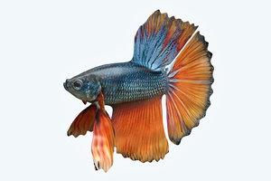 3D model betta fish