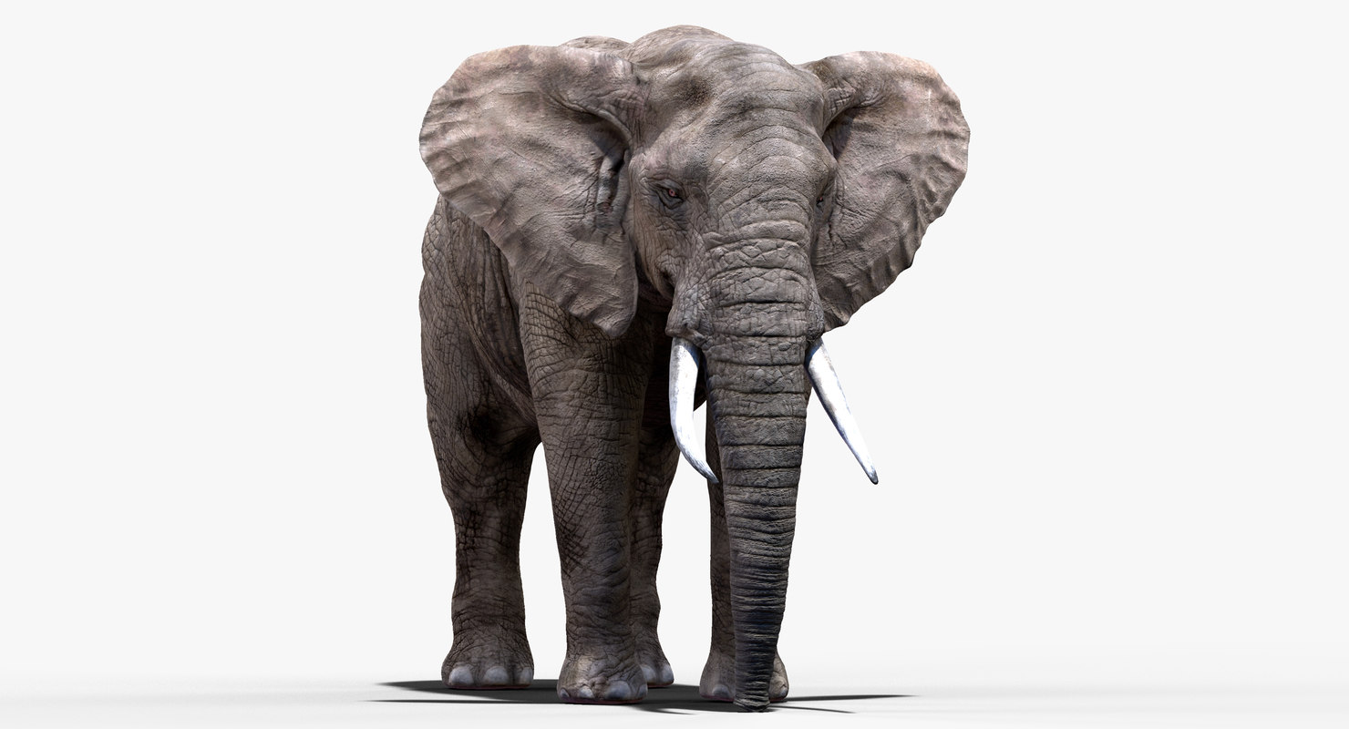 Elephant nose 3D model - TurboSquid 1206022