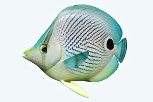 3D foureye butterfly fish model