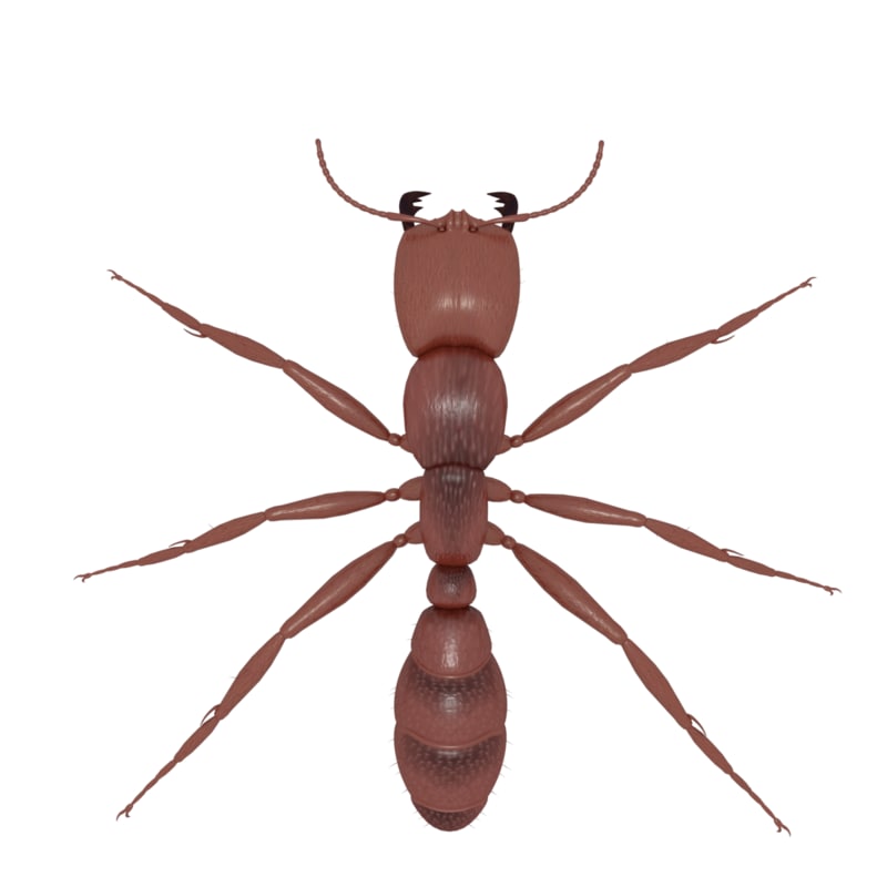 3D army ant worker model TurboSquid 1206314